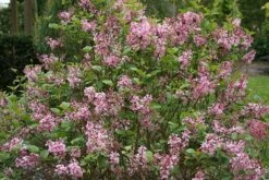 Syringa Bloomerang Pink Perfume ('Pink Perfume') (PBR) -Garden Plant Store pl2000022484 card4 lg