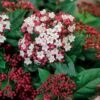 Viburnum Tinus 'Lisarose' (PBR) -Garden Plant Store pl2000022489