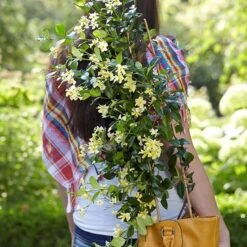 Trachelospermum Jasminoides Star Of Toscana ('Selbra') (PBR) -Garden Plant Store pl2000022510 card4 lg