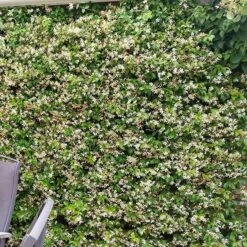 Trachelospermum Jasminoides Star Of Toscana ('Selbra') (PBR) -Garden Plant Store pl2000022510 card5 lg