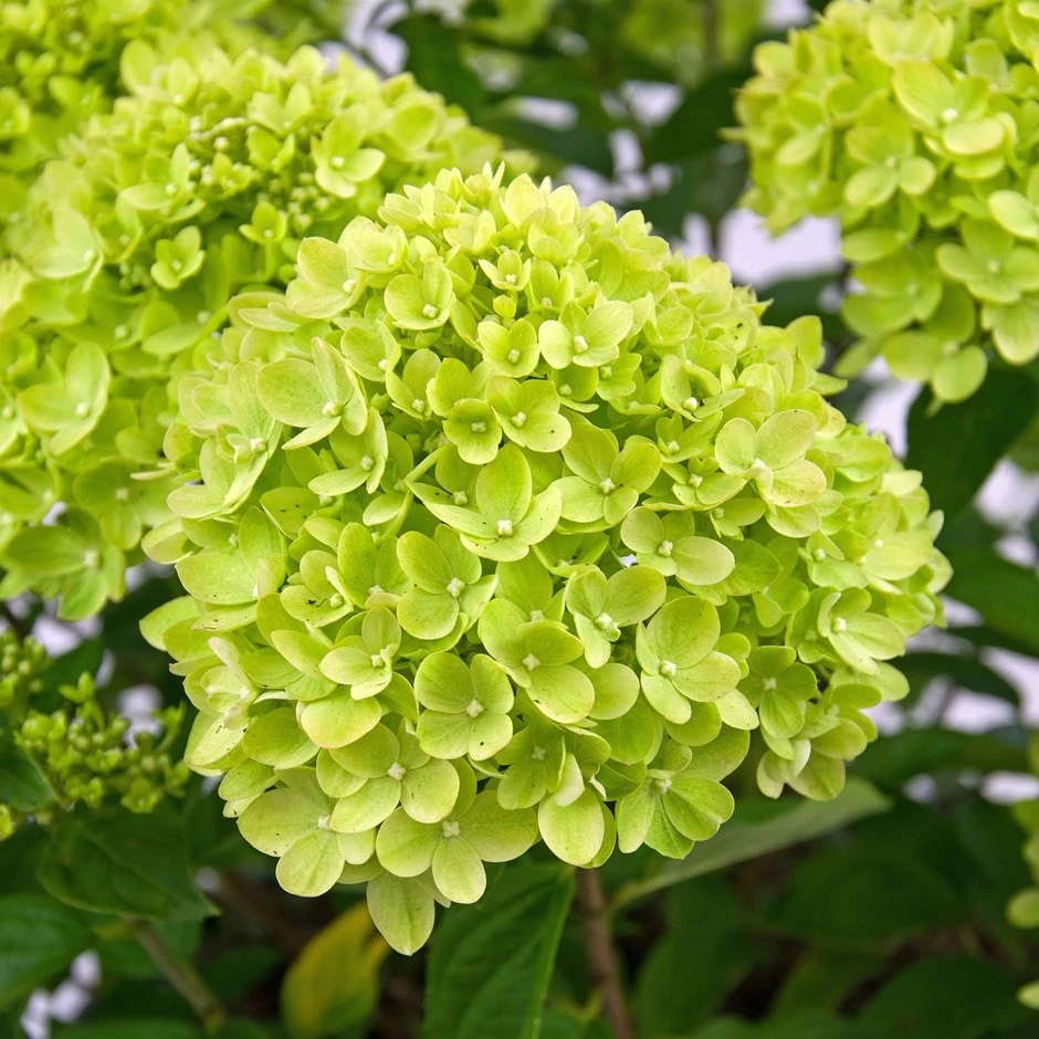 Hydrangea Paniculata Little Lime ('Jane') (PBR) 3 Hydrangea Paniculata Little Lime ('Jane') (PBR)