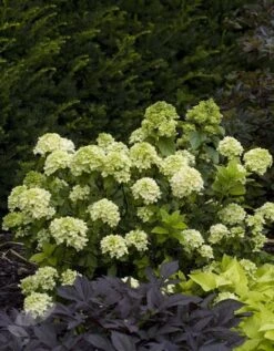 Hydrangea Paniculata Little Lime ('Jane') (PBR) 10 Hydrangea Paniculata Little Lime ('Jane') (PBR) -Garden Plant Store pl2000022524 card3 lg
