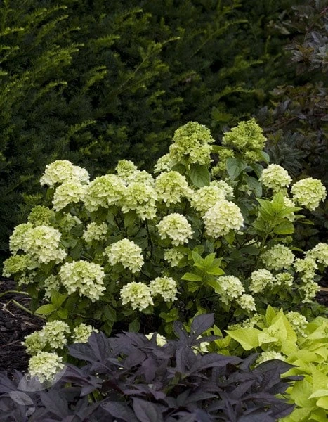 Hydrangea Paniculata Little Lime ('Jane') (PBR) 5 Hydrangea Paniculata Little Lime ('Jane') (PBR) - Image 3