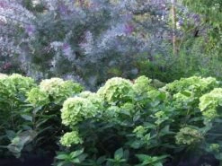 Hydrangea Paniculata Little Lime ('Jane') (PBR) 11 Hydrangea Paniculata Little Lime ('Jane') (PBR) -Garden Plant Store pl2000022524 card4 lg