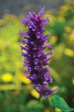 Agastache 'Blue Boa' (PBR) -Garden Plant Store pl2000022948 card5 lg