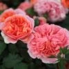 Rosa Duchess Of Cornwall ('Tan97157') 1 Rosa Duchess Of Cornwall ('Tan97157') -Garden Plant Store pl2000023586
