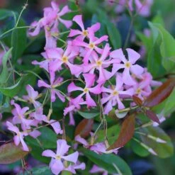 Trachelospermum Asiaticum 'Pink Showers'