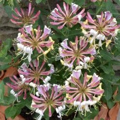 Lonicera Periclymenum 'Strawberries And Cream' ® -Garden Plant Store pl2000023628 card3 lg