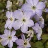 Clematis Sea Breeze ('Zo09063') (PBR) -Garden Plant Store pl2000023647
