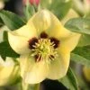 Helleborus × Hybridus Harvington Yellow With Dark Eye -Garden Plant Store pl2000023660
