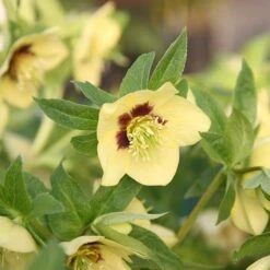Helleborus × Hybridus Harvington Yellow With Dark Eye -Garden Plant Store pl2000023660 card2 lg