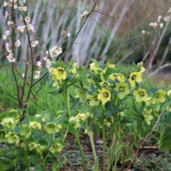 Helleborus × Hybridus Harvington Yellow With Dark Eye -Garden Plant Store pl2000023660 card3 lg