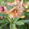 Helleborus × Hybridus Harvington Double Apricot -Garden Plant Store pl2000023661