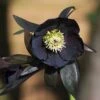 Helleborus × Hybridus Harvington Black -Garden Plant Store pl2000023662