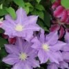Clematis 'H. F. Young' -Garden Plant Store pl2000023667