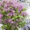 Syringa Meyeri Flowerfesta Pink ('Anny200817') (PBR) (Flowerfesta Series) -Garden Plant Store pl2000023849