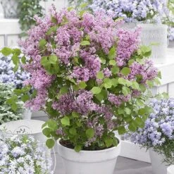 Syringa Meyeri Flowerfesta Pink ('Anny200817') (PBR) (Flowerfesta Series) -Garden Plant Store pl2000023849 card3 lg