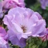 Rosa Blue For You ('Pejamblu') (PBR) -Garden Plant Store pl2000023896
