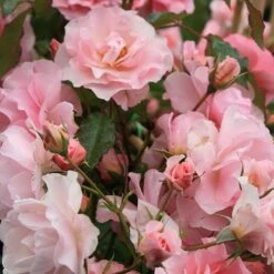 Rosa Happy Retirement ('Tantoras') (PBR) -Garden Plant Store pl2000023897 card3 lg