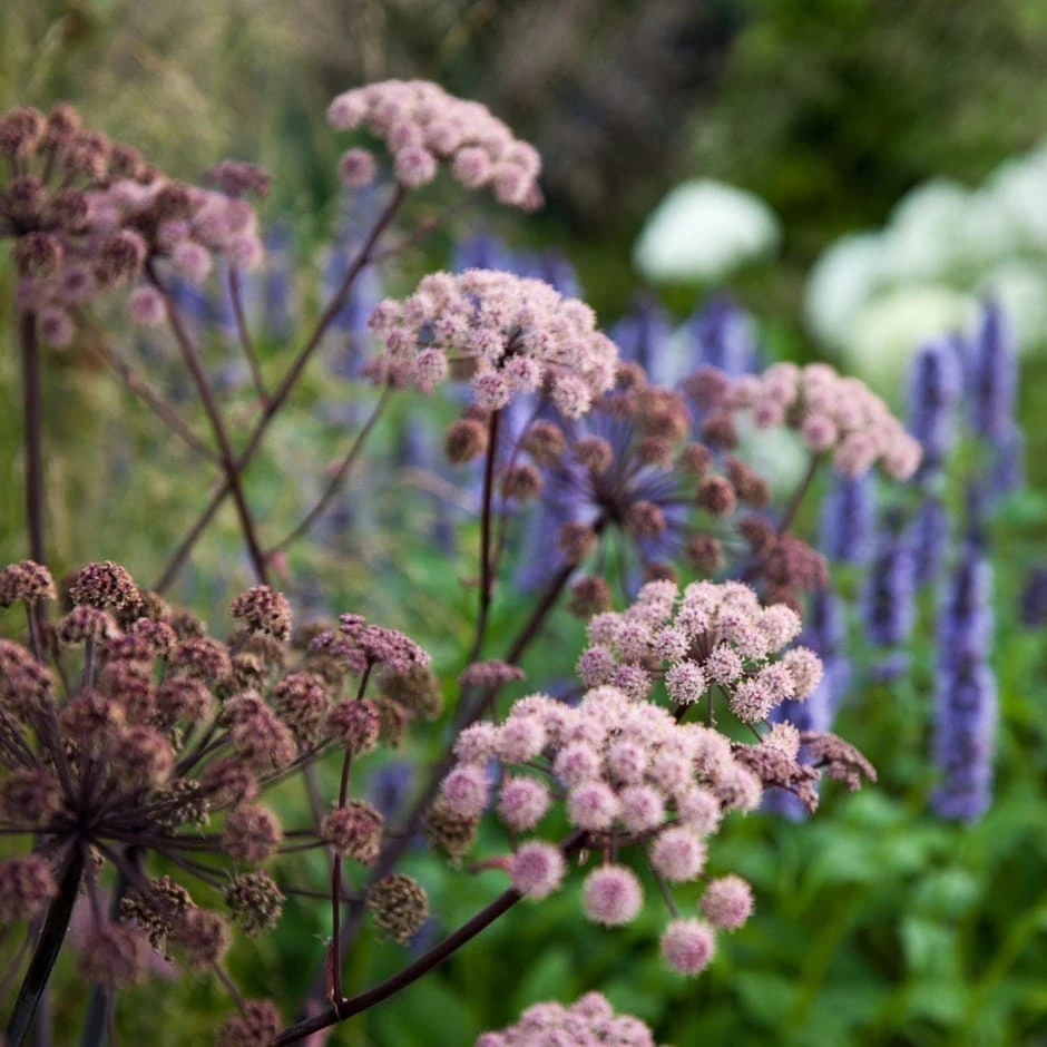 Agastache & Angelica Plant Combination 3 Agastache & Angelica Plant Combination