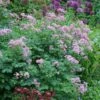 Thalictrum & Astrantia Plant Combination -Garden Plant Store pl2000024165