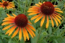 Echinacea 'Flame Thrower' (PBR) -Garden Plant Store pl2000024662 card7 lg