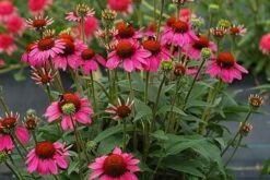 Echinacea 'Amazing Dream' (PBR) -Garden Plant Store pl2000024665 card4 lg