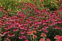 Echinacea 'Amazing Dream' (PBR) -Garden Plant Store pl2000024665 card7 lg