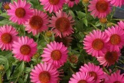 Echinacea 'Amazing Dream' (PBR) -Garden Plant Store pl2000024665 card8 lg