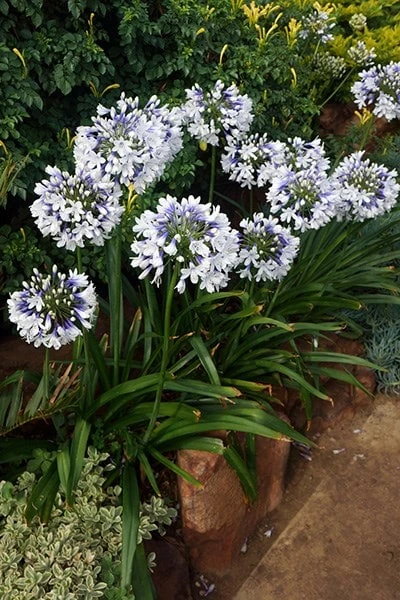 Agapanthus Twister ('Ambic001') (PBR) 4 Agapanthus Twister ('Ambic001') (PBR) - Image 2