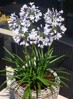 Agapanthus Twister ('Ambic001') (PBR) 15 Agapanthus Twister ('Ambic001') (PBR) -Garden Plant Store pl2000024684 card4 lg