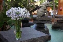 Agapanthus Twister ('Ambic001') (PBR) 16 Agapanthus Twister ('Ambic001') (PBR) -Garden Plant Store pl2000024684 card5 lg