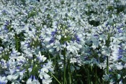 Agapanthus Twister ('Ambic001') (PBR) 18 Agapanthus Twister ('Ambic001') (PBR) -Garden Plant Store pl2000024684 card7 lg