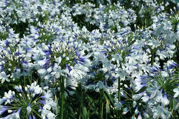 Agapanthus Twister ('Ambic001') (PBR) 11 Agapanthus Twister ('Ambic001') (PBR) - Image 9