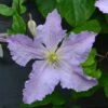 Clematis 'Blue Angel' -Garden Plant Store pl2000024818