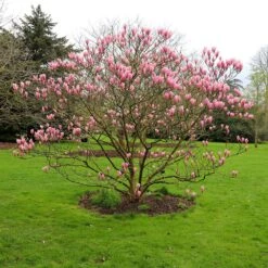 Magnolia 'Heaven Scent' -Garden Plant Store pl2000024820 card5 lg