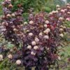 Physocarpus Opulifolius 'Diabolo' (PBR) 1 Physocarpus Opulifolius 'Diabolo' (PBR) -Garden Plant Store pl2000024893