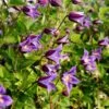 Clematis Prince William ('Zo08171') (PBR) -Garden Plant Store pl2000024906