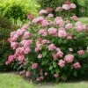 Hydrangea Arborescens Pink Annabelle ('Ncha2') (PBR) 1 Hydrangea Arborescens Pink Annabelle ('Ncha2') (PBR) -Garden Plant Store pl2000024910