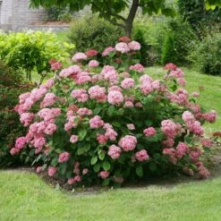 Hydrangea Arborescens Pink Annabelle ('Ncha2') (PBR) -Garden Plant Store pl2000024910 card3 lg