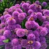 Allium 'Millennium' -Garden Plant Store pl2000024923