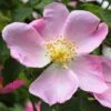 Rosa Canina -Garden Plant Store pl2000025243