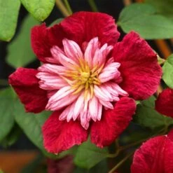 Clematis Avant-garde ('Evipo033') (PBR) 6 Clematis Avant-garde ('Evipo033') (PBR) -Garden Plant Store pl2000025351 card2 lg