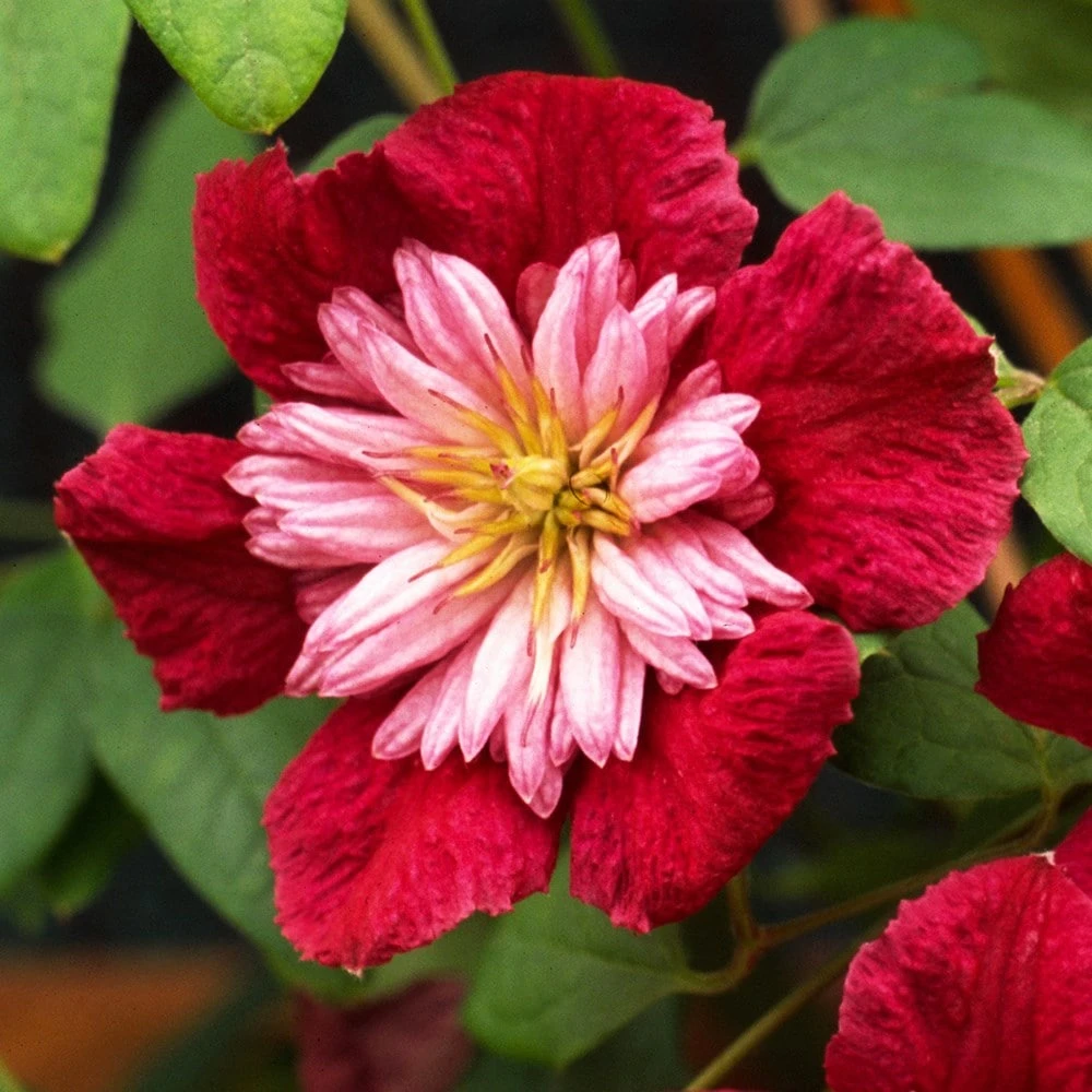 Clematis Avant-garde ('Evipo033') (PBR) 4 Clematis Avant-garde ('Evipo033') (PBR) - Image 2