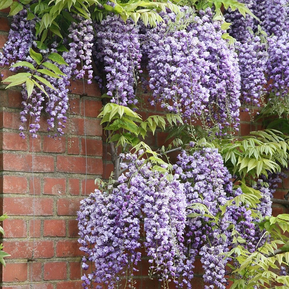 Wisteria Floribunda 'Yae-Kokuryū' 4 Wisteria Floribunda 'Yae-Kokuryū' - Image 2