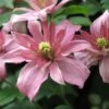 Clematis Montana 'Sunrise' -Garden Plant Store pl2000026297