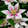 Clematis 'Andromeda' -Garden Plant Store pl2000026305