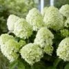 Hydrangea Paniculata Little Spooky ('GRHP08') (PBR) 1 Hydrangea Paniculata Little Spooky ('GRHP08') (PBR) -Garden Plant Store pl2000026318