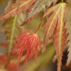 Acer Palmatum 'Wilson's Pink Dwarf' 8 Acer Palmatum 'Wilson's Pink Dwarf' -Garden Plant Store pl2000027220 card3 lg