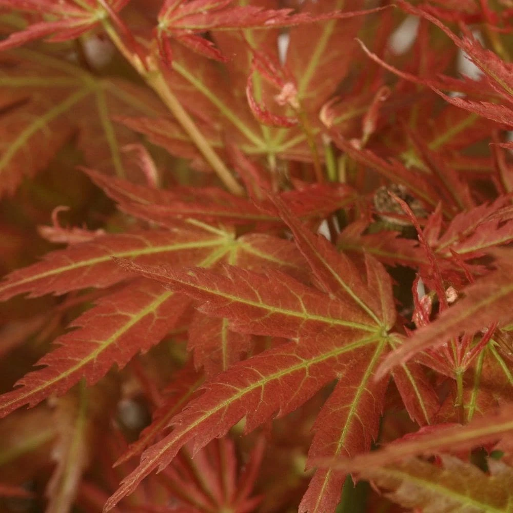 Acer Palmatum 'Wilson's Pink Dwarf' 6 Acer Palmatum 'Wilson's Pink Dwarf' - Image 4